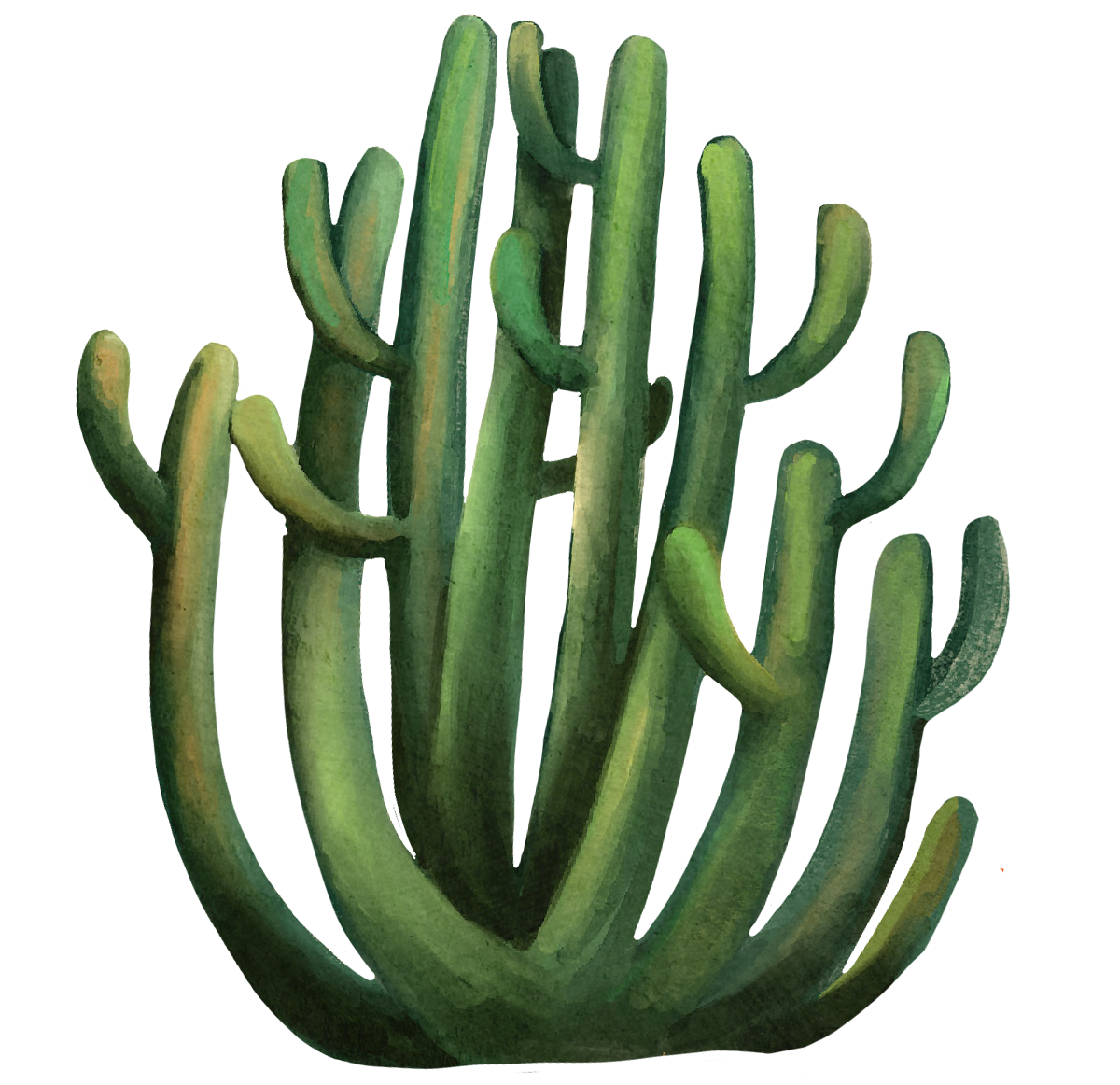 Cactus. Libro Aislados